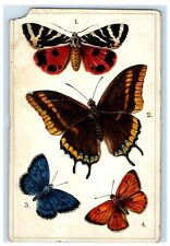 c1910's Colorful Four Butterflies Tuck's Embossed Unposted Antique Postcard picture
