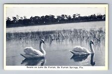 De Funiak Springs FL-Florida, Swans on Lake De Funiak, Vintage Postcard picture