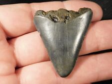 ANCESTRAL Great WHITE Shark Tooth Fossil 100% Natural 12.8gr picture