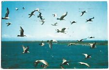 Postcard Sea Gulls On Ocean At Ocean City New Jersey Vintage picture