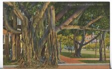 VTG Post Card- Banyan Tree in Florida - Unused 298N picture