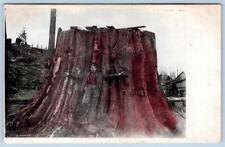 1907 LOGGER AGAINST HUGE TREE STUMP RAINIER OREGON L SWELT HANDCOLORED POSTCARD picture