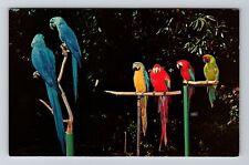 Sarasota FL-Florida, Colorful Macaws, Vintage Postcard picture