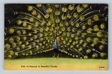 FL-Florida, A Peacock In Beautiful Florida Vintage Souvenir Postcard picture
