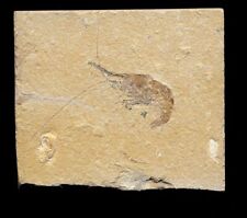 EXTINCTIONS- BEAUTIFUL FOSSIL SHRIMP WITH ANTENNAE, 100% NATURAL- DINOSAUR AGE picture
