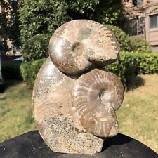 5.36LB Rare Natural Tentacle Ammonite Fossil Specimen Shell Healing Madagascar picture