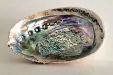 Vintage ABALONE SHELL Large Colorful 6 1/4 x 5 inches picture