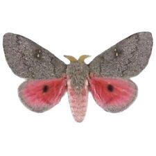Sphingicampa hubbardi ONE REAL SATURN MOTH PINK UNMOUNTED WINGS CLOSED picture