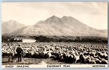 Montana MT Postcard RPPC Photo Sheep Grazing Emigrant Peak c1940's Vintage picture