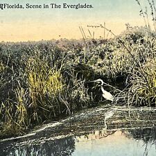 Vintage Florida Everglades Postcard Great White Egret FL Grassland Pond Unposted picture