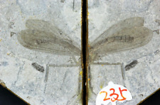 A pair of exquisite scorpion fly insect fossils from the Jurassic Daohugou area picture