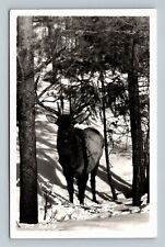 RPPC Bull Elk, Winter, Snow, Woods, Real Photo Vintage Postcard picture