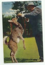Man Feeding Tame Deer Black Hills SD Linen Postcard South Dakota picture