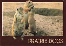 Tempe Arizona, Prairie Dogs, Vintage Postcard picture