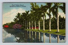 FL-Florida, Royal Palms Along Waterfront Estate, Antique, Vintage Postcard picture