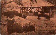 c1910 Buffalo Bison Golden Gate Park San Francisco California Vintage Postcard picture