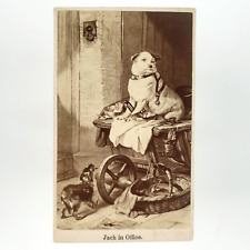 Jack Russell Terrier Dog CDV Album Filler c1865 Politician Office Painting A4118 picture