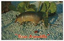 The Texas Armadillo - Official State Small Mammal picture