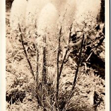c1930s High Altitude Oregon RPPC Indian Basket Grass Close Up Sawyer Scenic A166 picture