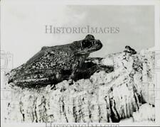 1971 Press Photo Adult Haitian giant tree frog and offspring at Bronx Zoo. picture