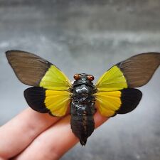 Real Insect Yellow Cicada SPREAD Bug Entomology Specimen Wings Out Preserved  picture