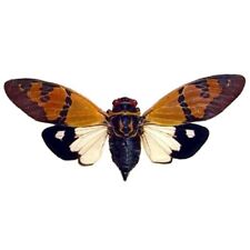 Gaeana festiva white cicada orange black Thailand mounted wings spread picture