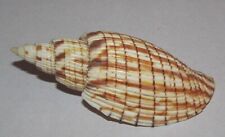 80 mm GREAT Lyria Kurodai Volute Seashell From Tanjung Balai , Indonesia picture