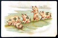 1908 Antique Postmarked Postcard Cartoon Playing Pigs Old Vintage Greetings Card picture