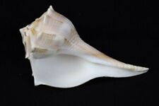 Natural Whelk Seashell 6