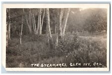 Glen Ivy California CA Postcard RPPC Photo View Of The Sycamores 1922 Vintage picture