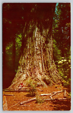 Postcard CA Big Basin Father Of The Forest Tree Big Basin Redwood State Park picture