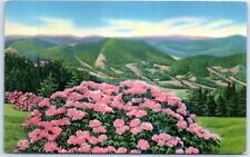 Postcard - Rhododendron in Full Bloom in the Heart of the Mountains picture