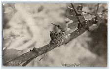 c1910's Humming Bird Nest Scene Tree Branch Animals Unposted Antique Postcard picture