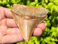 Indonesian Megalodon Sharks Tooth SUPERB 3.5” Fossil Serrated Megladon Indonesia picture