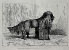 Dog Poodle Champion, Natural Corded Coat (Named Nero), Large 1880s Antique Print picture