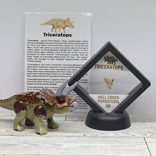 Triceratops Extinct Dinosaur Tooth Fossil in Display Case with Toy picture