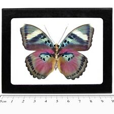 Euphaedra verso pink butterfly Africa FRAMED picture