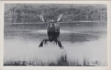 RPPC Alaska AK Moose in Water Brickley A-30 UNP Postcard 7224c1 picture