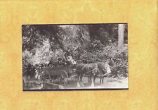 X RPPC 1908-29 vintage RPPC real photo postcard HORSE CARRIAGE & 5 PEOPLE picture