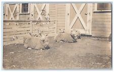 Scarville Iowa IA Postcard RPPC Photo Sheep In Animal Cage c1910's Antique picture