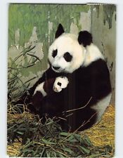Postcard Giant Panda picture