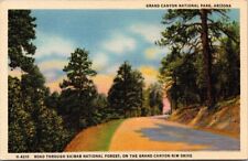 Kaibab National Forest Grand Canyon Rim Drive Arizona AZ Vintage Postcard UNP  picture