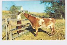 PPC Postcard PA Pennsylvania Harleysville Girl Feeding Cow picture