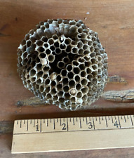 Small Real Wasp Nest - Natural Art Nature Classroom Craft Decor Teacher Gift picture