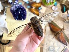 Quesada Gigas, Clearwing unmounted (CLOSED WING) cicada Peru, Real Cicada picture