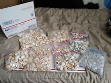 23 Pounds of Mixed Natural Sea Shells from Florida Beaches: Crafts Aquarium READ picture