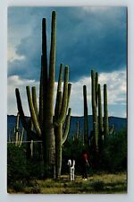 Tucson AZ-Arizona, Large Saguaro Cacti National Monument  Vintage Postcard picture