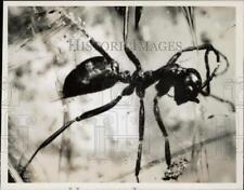 1957 Press Photo Oldest fossil of ant at Harvard University Museum in Cambridge picture