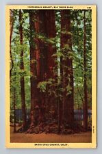 Santa Cruz CA-California, Cathedral Group Big Trees Park, c1950 Vintage Postcard picture