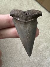 Nice Large Hastalis (Mako) Fossil Shark Tooth Not Megalodon Great White  picture